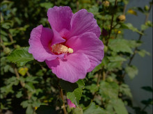 Pink - Magenta - Violet Mallow Flower In The Garden. Autumn Booming.