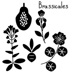 Canvas Print - Brassicales plant order