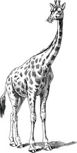Vintage Illustration Giraffe