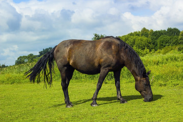 Dark brown horse standing in summer field. Scene of wildlife on pasture under cloudy blue sky. Wild horse walking on meadow