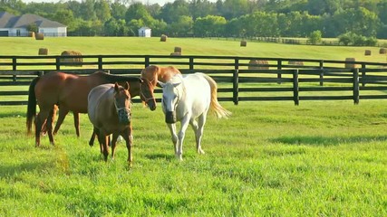 Wall Mural - Horses grazing on green pastures of horse farm. Country summer landscape. Two loving horses at horse farm.