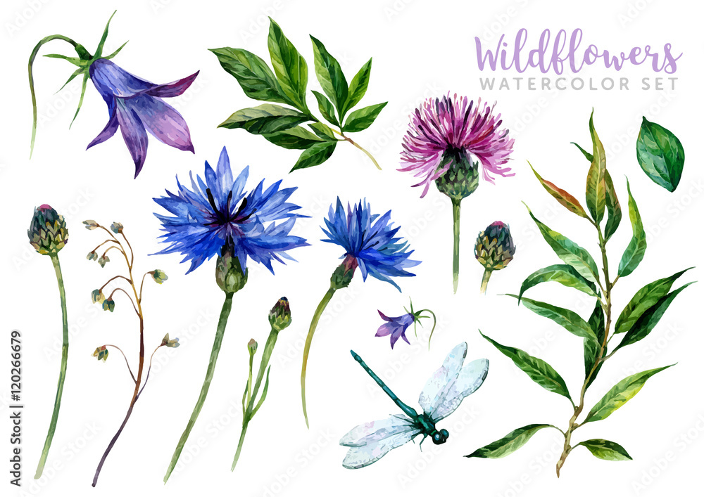 Hand drawn watercolor wildflowers - obrazy, fototapety, plakaty 