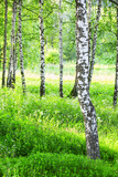 Fototapeta Natura - summer in birch forest