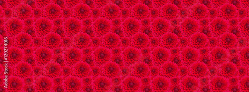 cover  texture blossomed lush red dahlia