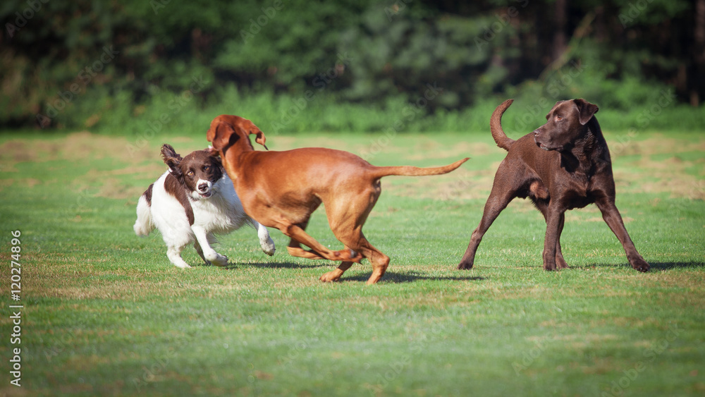 three dogs playing on a meadow Stock Photo | Adobe Stock