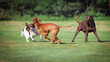 three dogs playing on a meadow
