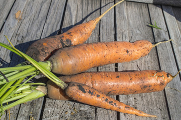 Carrots with a tops of vegetable