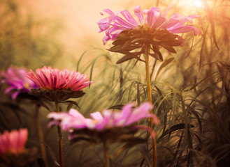 red garden flowers