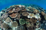 Fototapeta Do akwarium - Reef-Building Corals on Shallow Pinnacle