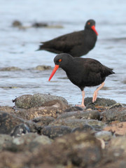 Sticker - Black Oystercatchers Pair