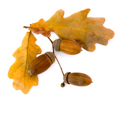 Wall Mural - beautiful autumnal oak leaves and acorn on white background with space for text. oak (quercus robur.