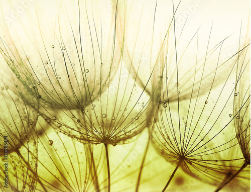 Naklejka dekoracyjna Detail of dandelion against white background