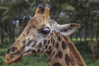 Giraffe, Kenya

