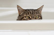 Cat with funny expression sitting in a bathtub peeking out.