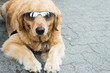 Cool dog wearing sunglasses