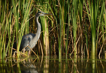 Great Blue Heron In The Reeds