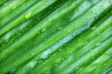 Wall Mural - Water droplets on green leaf.