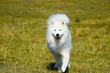 siberian samoyed. white husky dog
