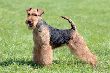 Typical Welsh Terrier  in the spring garden