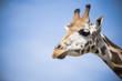 closeup of a giraffe on a blue sky