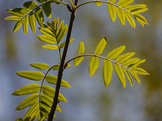 Fresh leaves of a mountain ash