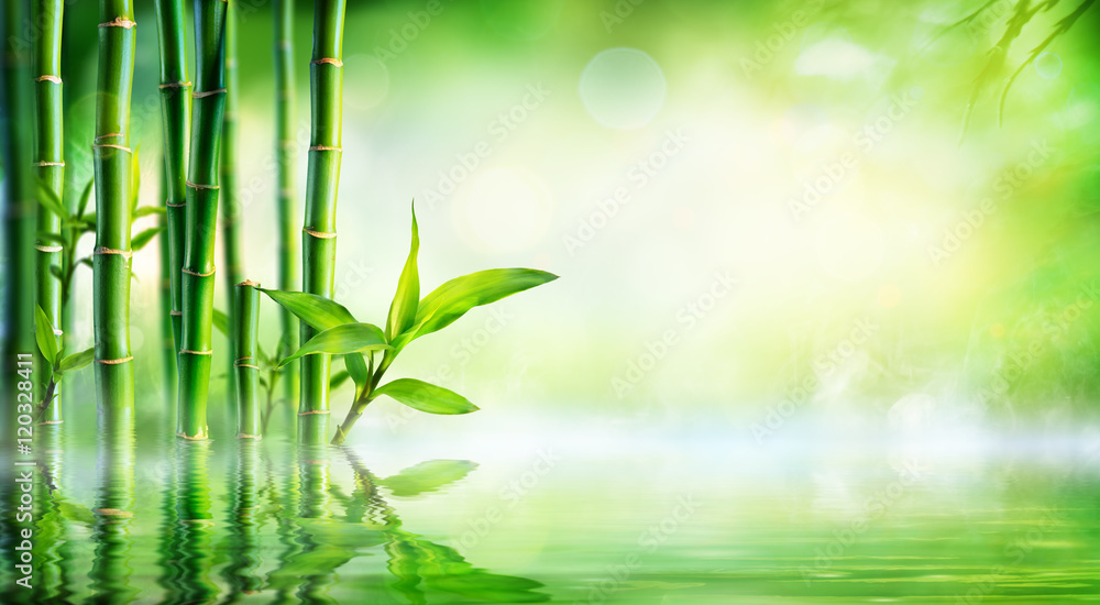 Bamboo Background - Lush Foliage With Reflection In The Water
 - obrazy, fototapety, plakaty 