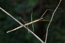 Stick Insect In Southeast Asia.
