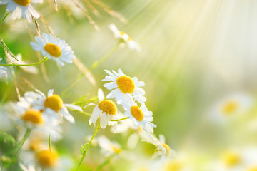 Fotomurales - Chamomile field flowers border. Beautiful nature scene with blooming medical chamomilles