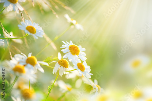 Chamomile field flowers border. Beautiful nature scene with blooming medical ...