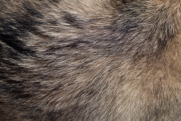 fur of wolf / abstract texture background of fur of wolf.