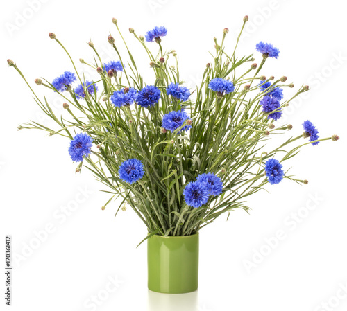 Naklejka - mata magnetyczna na lodówkę Blue Cornflower Herb or bachelor button flower bouquet isolated