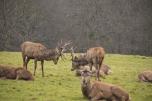 Two Whitetail Deer Bucks Fighting