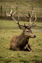 Deer Bucks Rest In The  Grass