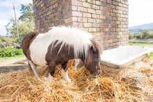 Pony Eating Hay