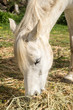 Portrait of a white horse feeding