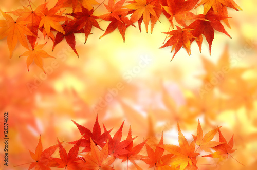 モミジの紅葉 背景素材 Buy This Stock Photo And Explore Similar Images At Adobe Stock Adobe Stock モミジの紅葉 背景素材 Buy This Stock Photo And Explore Similar Images At Adobe Stock Adobe Stock