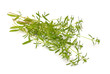 © spline_x - Summer savory isolated