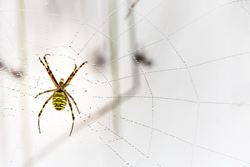 Detail of a web spider on a web in natural environment