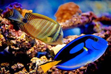 Wall Mural - Underwater paradise on reef