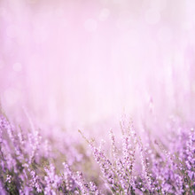 Blurred Purple Floral Background