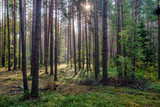 Fototapeta Las - Dawn on bilberry glade in the forest 