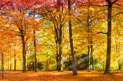 Forêt ensoleillée en automne Poster Mural XXL