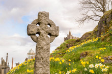 Old Stone Celtic Crosses On A Graveyard, With Daffodils And Sterling Castle In The Background