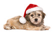 Cute lying Bichon Havanese puppy dog in a Christmas hat