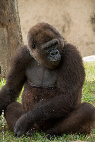 Gorilla Sitting Down Stock Photo Adobe Stock