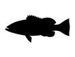 Gag grouper fish silhouette. Vector illustration.