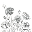 hand drawn graphic flower Ranunculus on white background