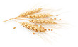 Ears of wheat isolated on white background