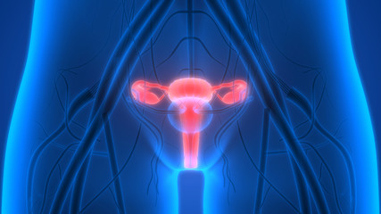 Female Reproductive System Anatomy with nervous sysyem and Urinary bladder