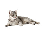 Fototapeta Koty - Beautiful grey cat isolated on a white